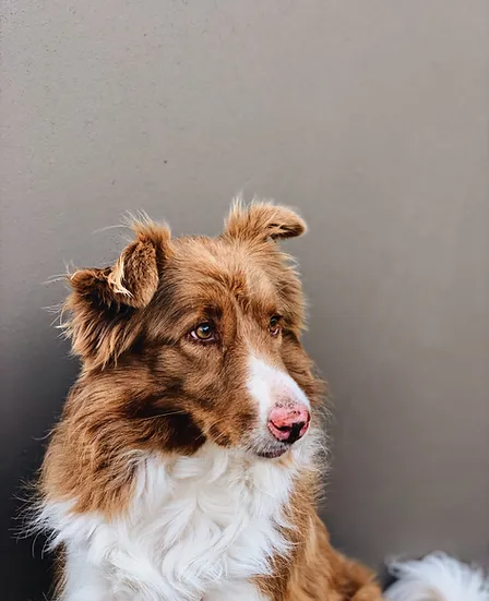 Alt text: "Thoughtful Australian Shepherd, a metaphor for introspection on life purpose questions.